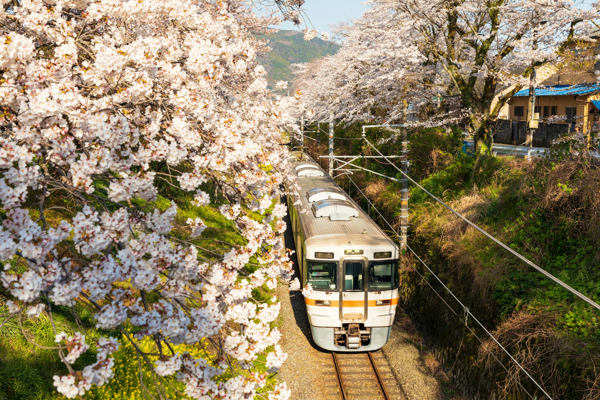 A train in Japan runs under cherry blossoms